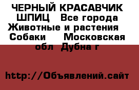 ЧЕРНЫЙ КРАСАВЧИК ШПИЦ - Все города Животные и растения » Собаки   . Московская обл.,Дубна г.